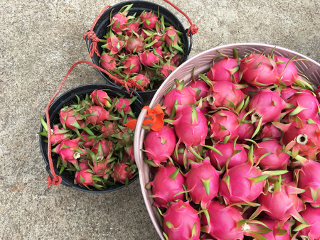 Dragon fruit cooked on basket in Thailand.の写真素材
