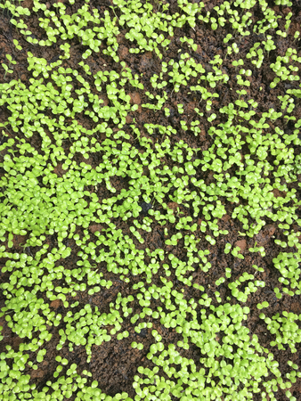Young vegetable sapling in soil on the seedling basket in Thailandの写真素材