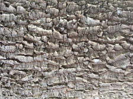 Tree bark texture backgroundの写真素材