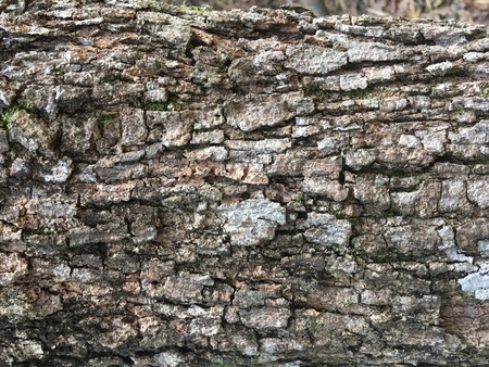Tree bark texture background