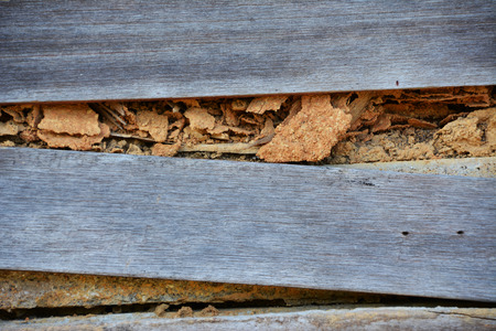 wall and  termiteの写真素材