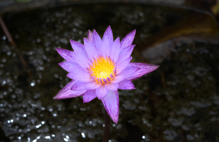 A blooming violet lotus の写真素材
