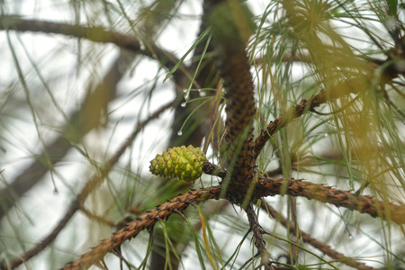 Young green pine cone on the branchの写真素材