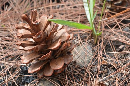 Pine cones fell on the forest floorの写真素材