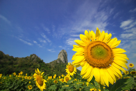 Beautiful sun flowers blooming in the Springの写真素材