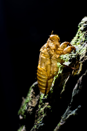 Close up Cicada moltの写真素材