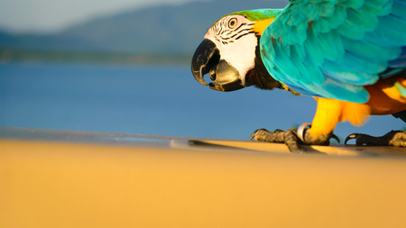 parrot is hungryの写真素材