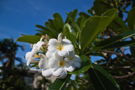 Frangipani flowers with the sky.の写真素材