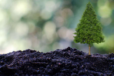 Small tree growing from soil. Ecology, environment, save the earth concept.