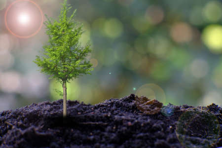 small tree growing on green background. money conceptの写真素材