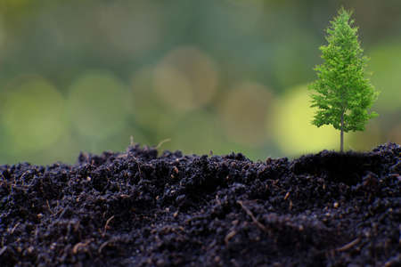 Small tree in soil with green bokeh background, Earth day concept