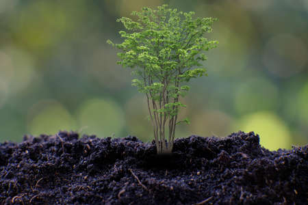 small tree growing on green background. eco earth day conceptの写真素材