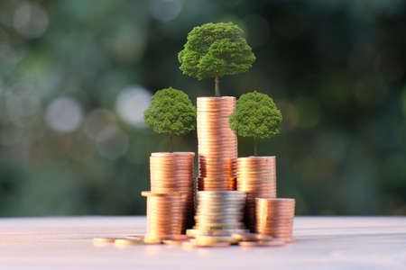 Tree growing on coins stack for finance and banking concept, save money for prepare in the future