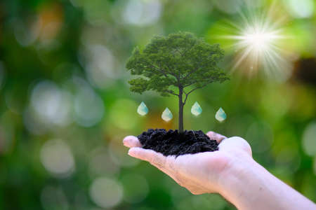 Human hand holding green tree with drop of water. Ecology concept.の写真素材