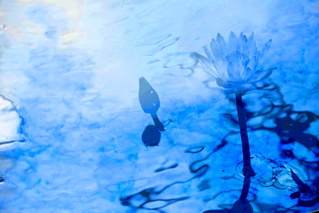 A lotus reflects the water with the sky.の写真素材