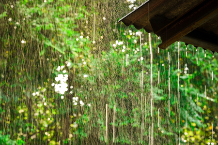 Wonderful heavy rain  in the sunshine of springtime or summer enjoy the relaxing natureの写真素材