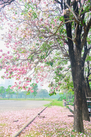 Pink flower Chompoo Pantip blossom in Thailand  , Thai sakura with sweet background , Backgroundの写真素材