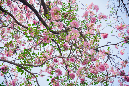 Pink flower Chompoo Pantip blossom in Thailand  , Thai sakura with sweet background , Background