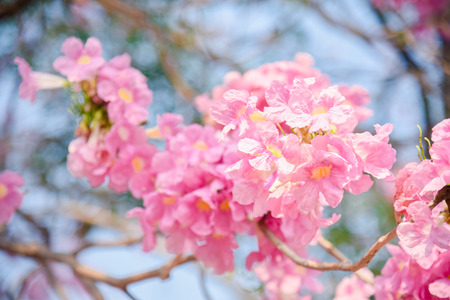 Pink flower Chompoo Pantip blossom in Thailand  , Thai sakura with sweet background , Backgroundの写真素材