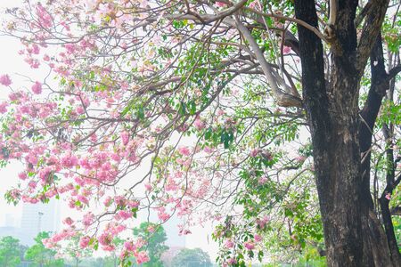 Pink flower Chompoo Pantip blossom in Thailand  , Thai sakura with sweet background , Backgroundの写真素材