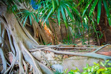 Digital painting tree roots , Texture and layer of roots in Thailandの写真素材
