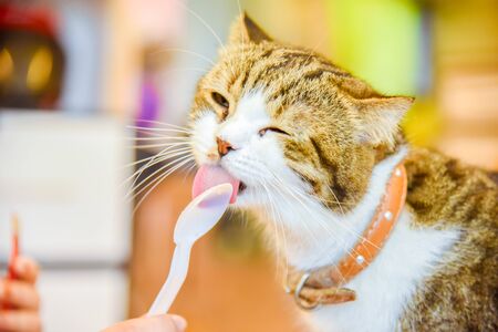 cat eating food from spoon on floor at home,animals concept