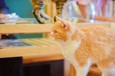 Portrait of Pure White cat white red eye looking at camera on the floor. animals conceptの写真素材