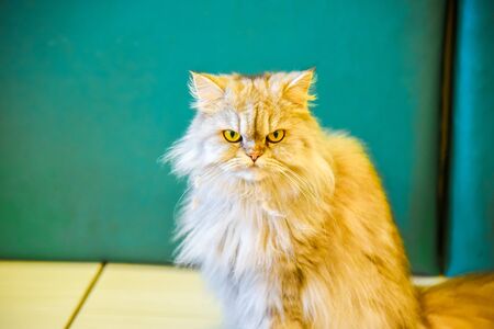 Grey  Persian cat looking at camera on the floor. animals conceptの写真素材