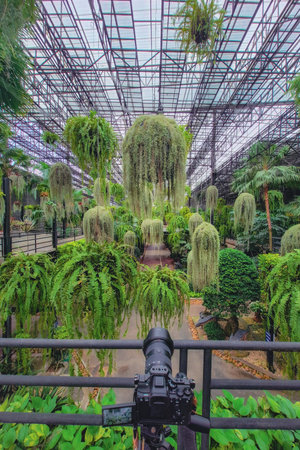 Pattaya, Thailand - 17 October 2025 : Beautiful view of the Nong Nooch Tropical Botanical Garden. Pattaya, Kingdom of Thailand.の写真素材