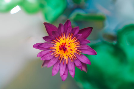 This beautiful lotus flower. Saturated colors , pink lotus dark dramatic myth beautifulの写真素材