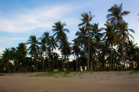 Coconut tree & beachの写真素材