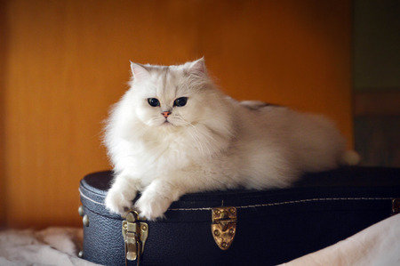 White cat with guitarの写真素材