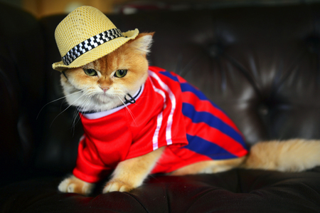 Cute Cat Hatの写真素材