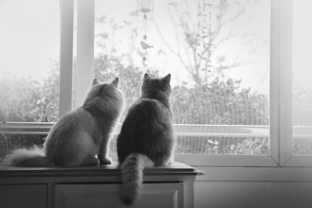 Cat Loverの写真素材