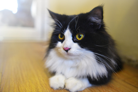 Cute tabby catの写真素材