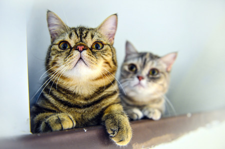 Cute tabby catの写真素材