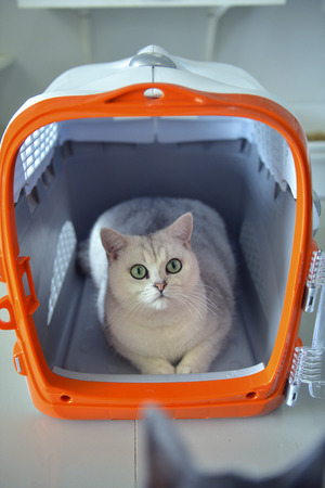 cats cuteの写真素材
