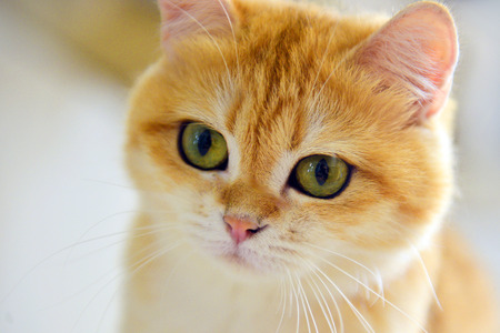 cats cuteの写真素材