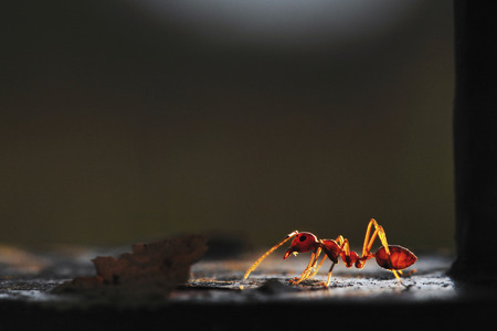 Ant with light and shadow