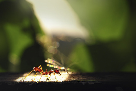 Ant with light and shadowの写真素材