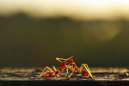 Two ants fightingの写真素材