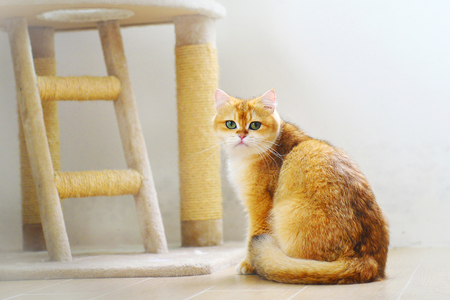 Cute cats isolatedの写真素材