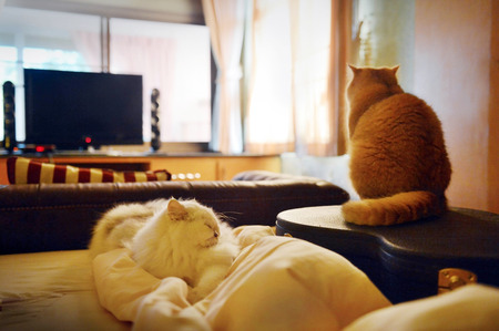 Cat bedroom