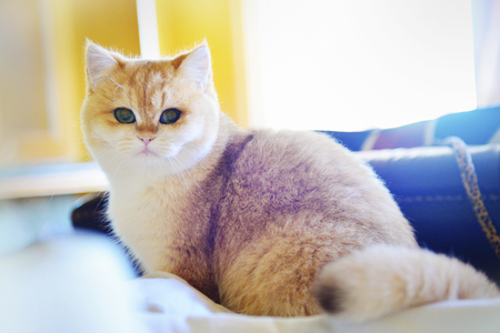 Cute cat on the sofa isolatedの写真素材