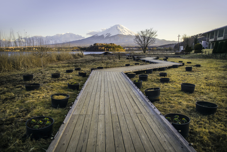 Wood walk to Mount Fuji on a bright skyの写真素材