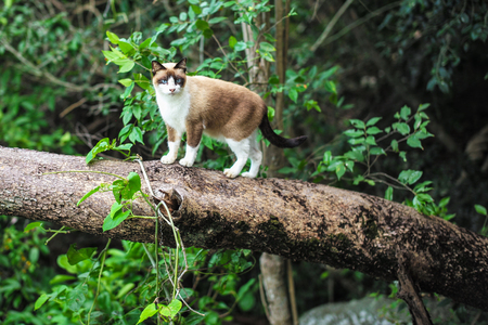 A white cat, brown, standing on a tree in the forest.の写真素材