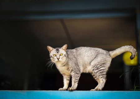 The gray cat stands at the edge of the blue window.