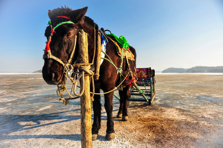 Harbin Horse Sledding In bright blue daysの写真素材