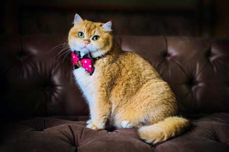 Cute orange cat sitting on a brown sofaの写真素材