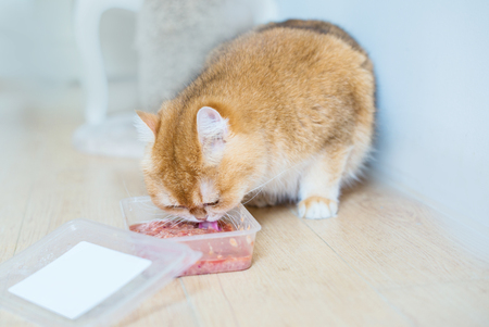 Orange cat British short hair is eating food.の写真素材